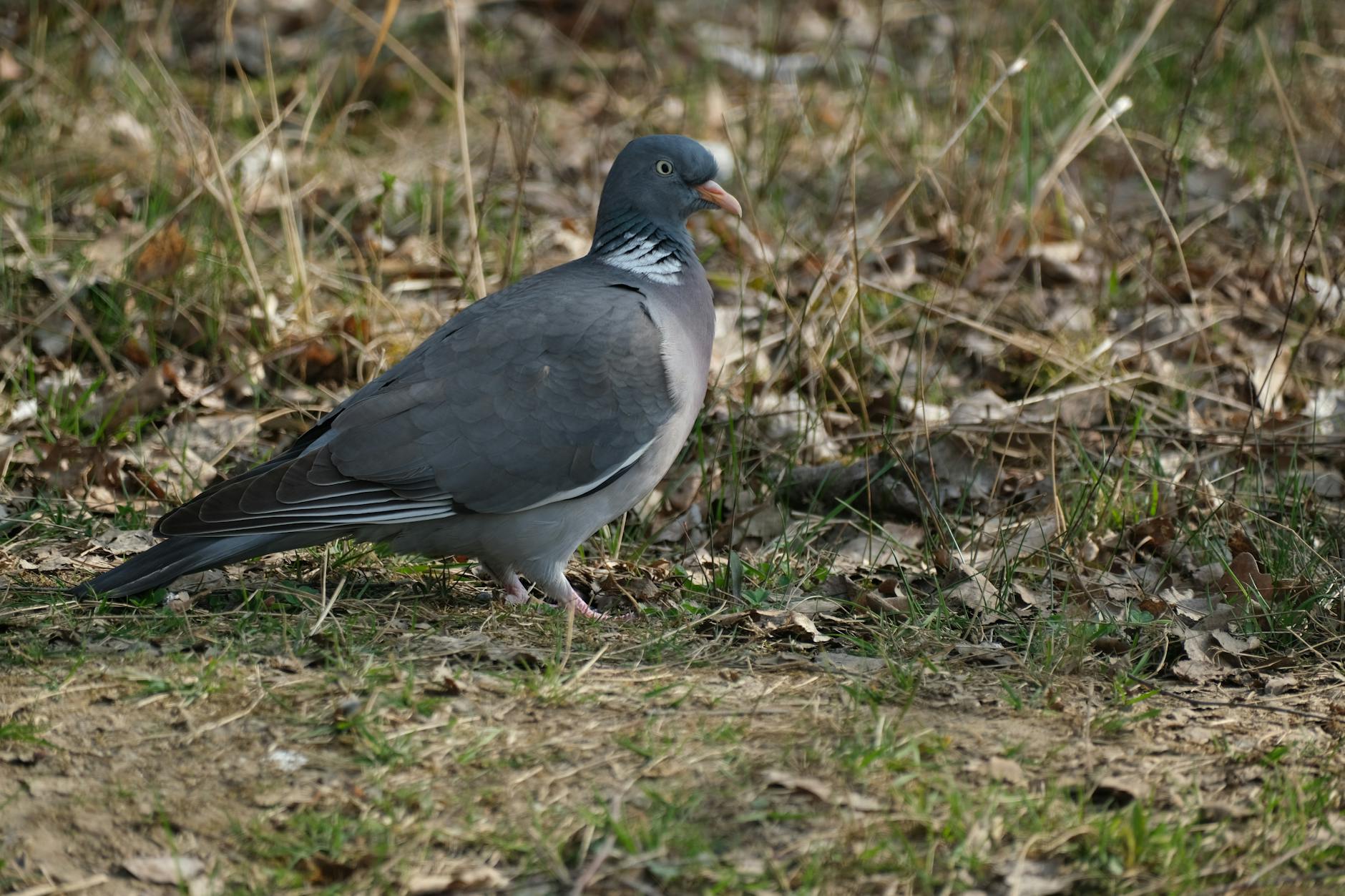 Mapka województwa zachodniopomorskiego z zaznaczonym Świdwinem, symbolizująca inwestycje z Funduszy Europejskich.